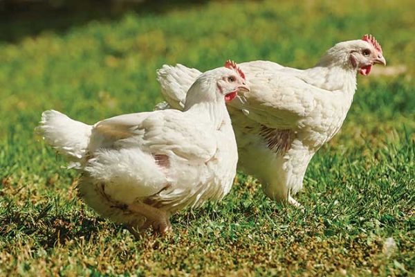 660px-2.-Screenshot-2024-05-22-at-1.59.33 PM chicken